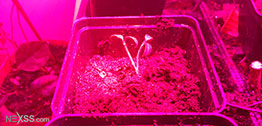 Computer Planting Project - First growing plant under the led light by Nexss.com